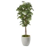 Black Olive Tree - 7ft