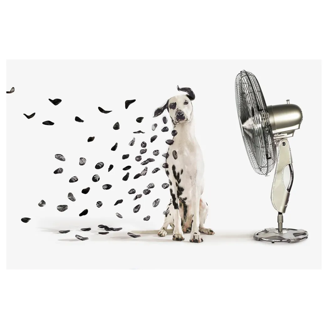 Dalmation
