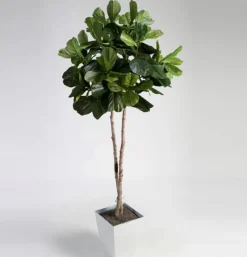 Fiddle Leaf Fig Tree in Metal Container - 7 Ft