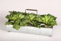 Green Succulents in Metal Planter