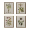 Herbal Botany (Set of 4)