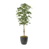 Sakaki Tree - 7ft
